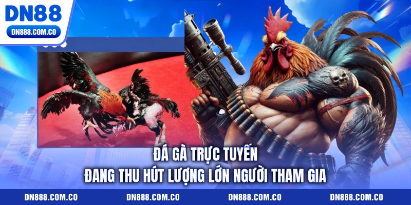 Đá gà trực tuyến đang thu hút lượng lớn người tham gia