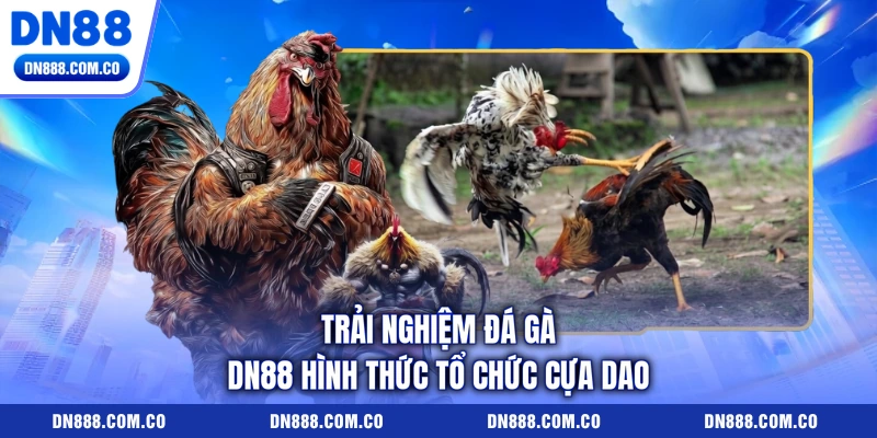 Trải nghiệm đá gà DN88 hình thức tổ chức cựa dao Trải nghiệm đá gà DN88 hình thức tổ chức cựa dao